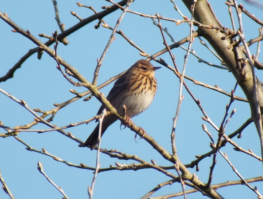 Local Patch Bird Watching